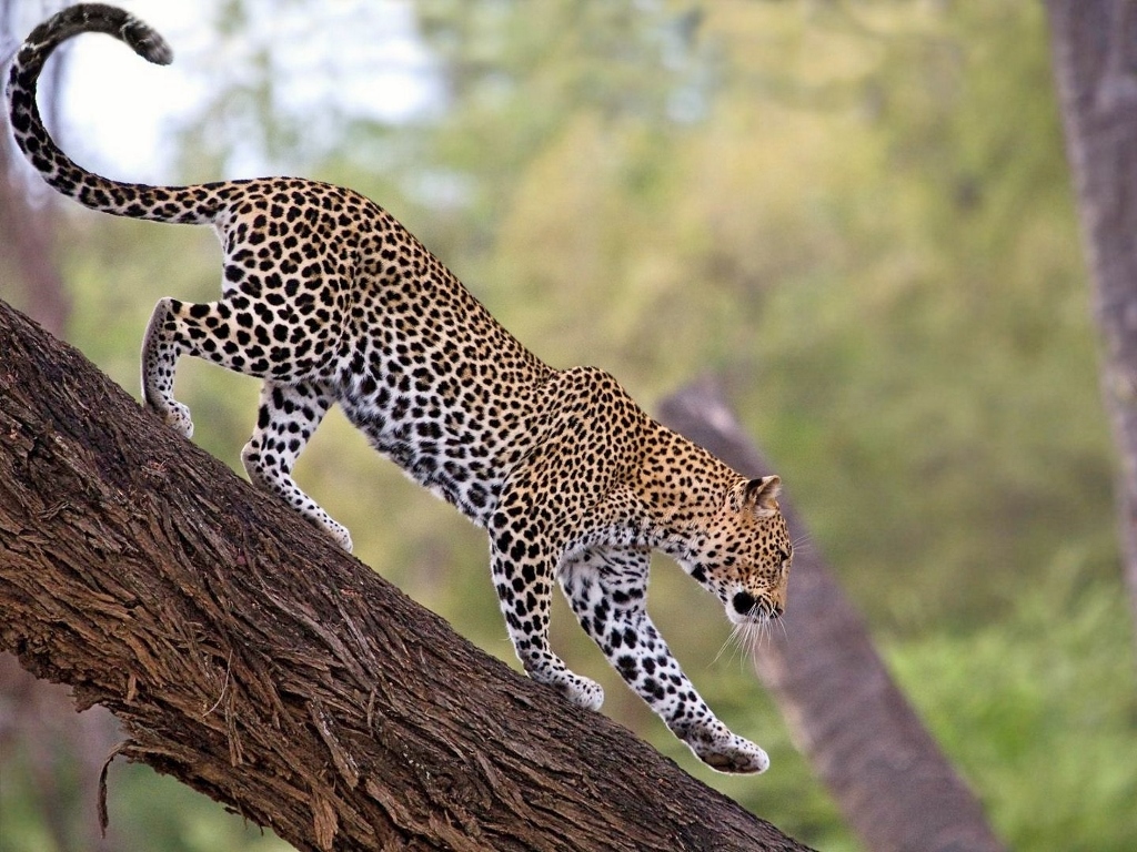 Buffalo Springs je dobrým místem pro pozorování leopardů