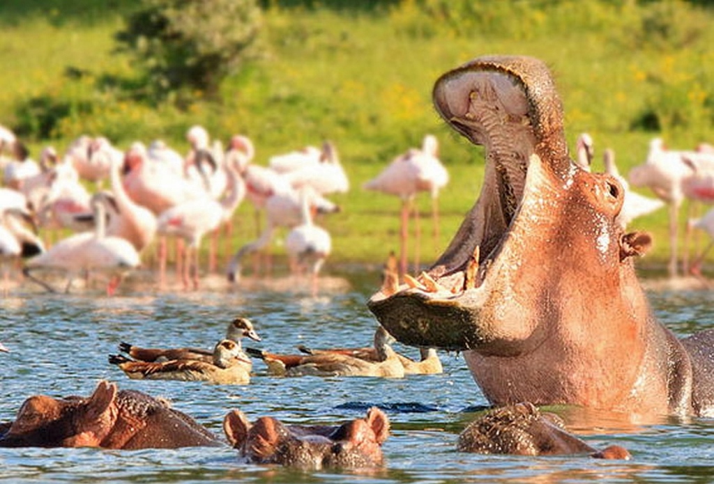 Hroši v jezeře Naivasha