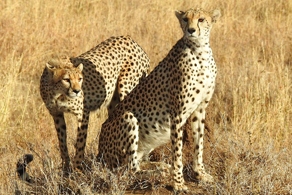 Chráněná rezervace Ol Pejeta je domovem mnoha predátorů