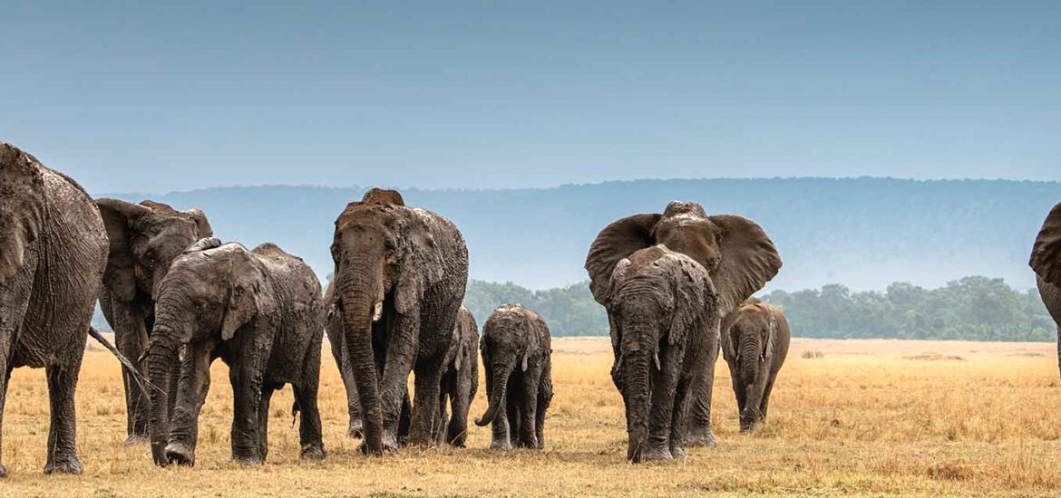 Safari nejen v Masai Mara