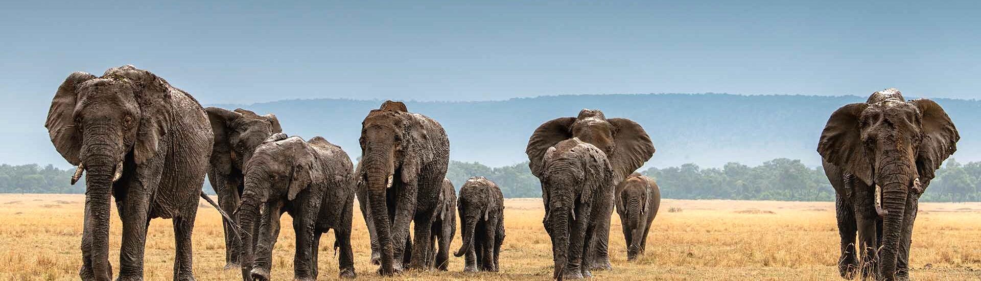Safari nejen v Masai Mara