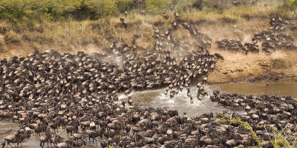 Překonávání řeky Mara během Velké migrace pakoňů