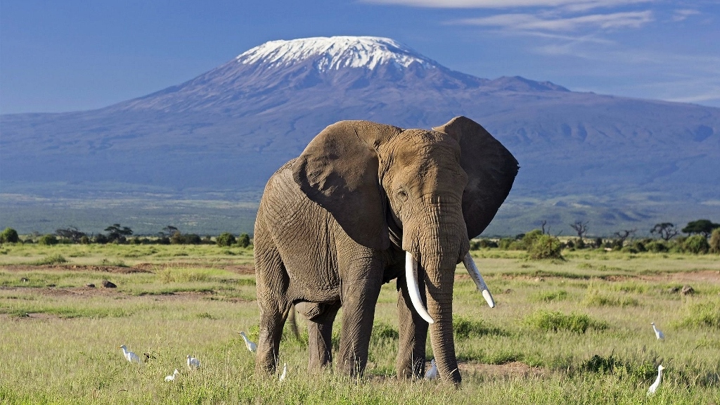 Typický obrázek z parku Amboseli