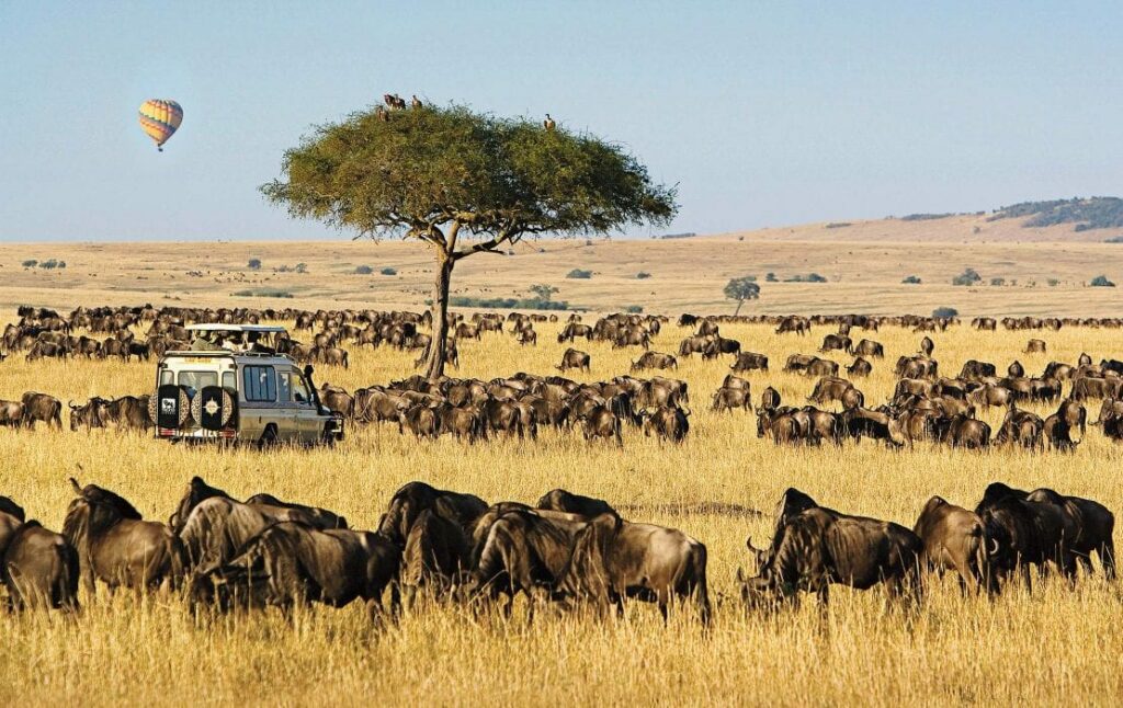 Safari nejen v Masai Mara