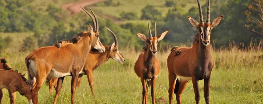 Národní rezervace Shimba Hills nabízí ochutnávku safari