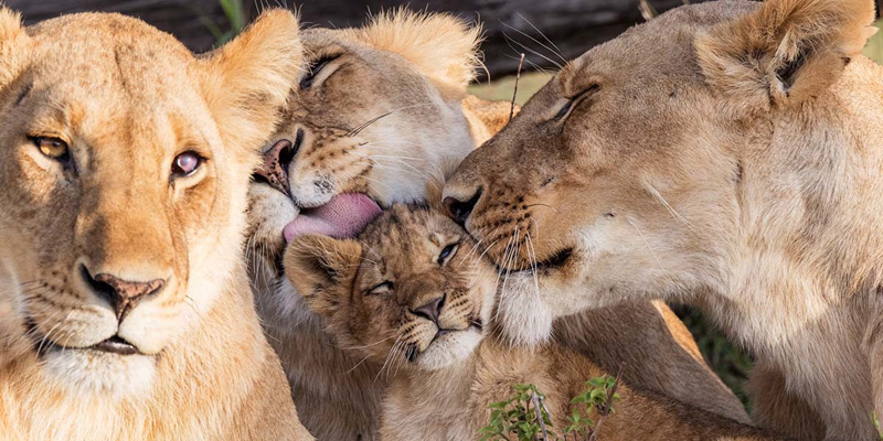 Během safari v Masai Mara narazíte na mnoho lvů a dalších velkých koček