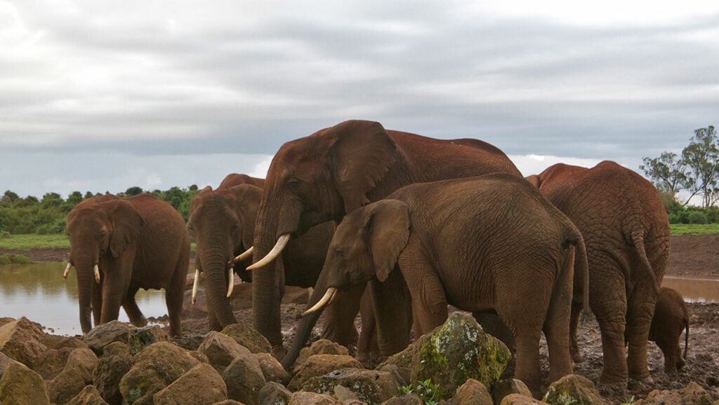 Fotografie slonů pořízená z přízemního fotografického úkrytu