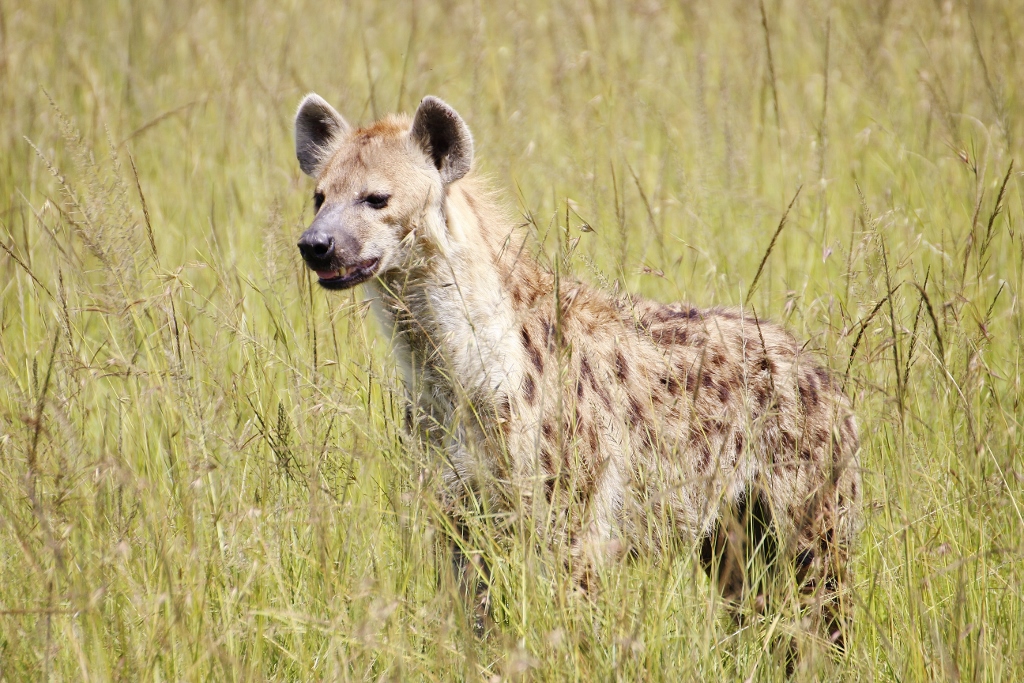 Zájezd Masai Mara - hyena