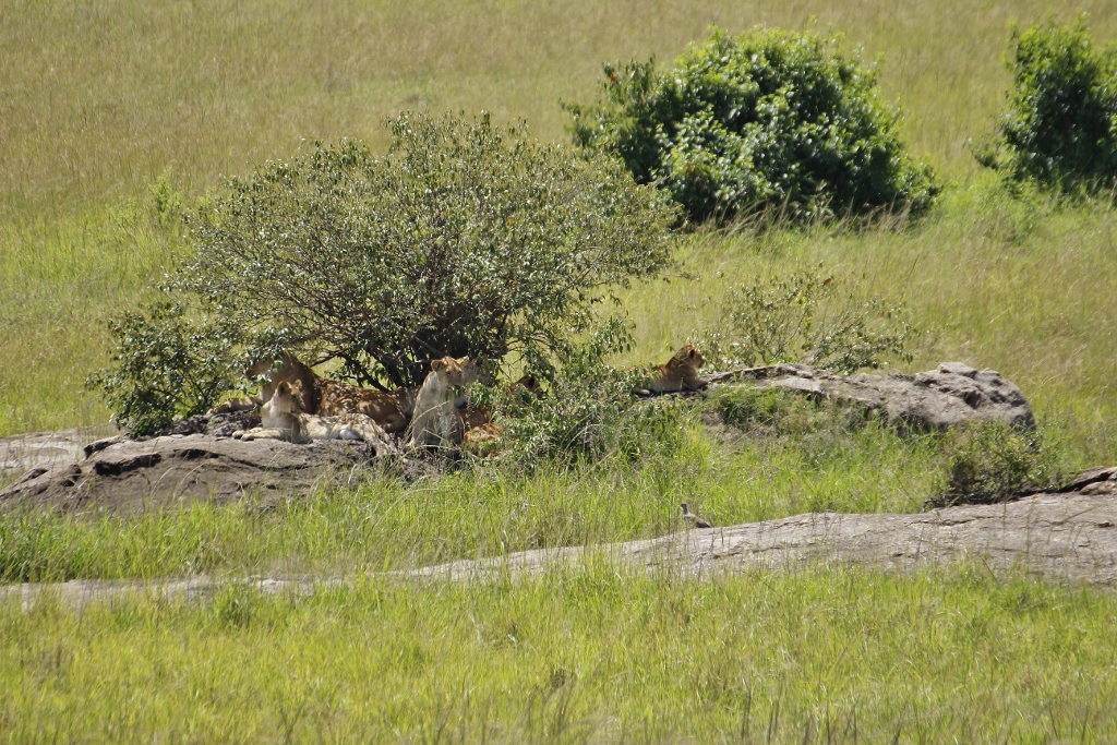 Zájezd Masai Mara - lví rodinka