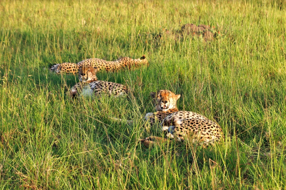 Zájezd Masai Mara - gepardí puberťáci