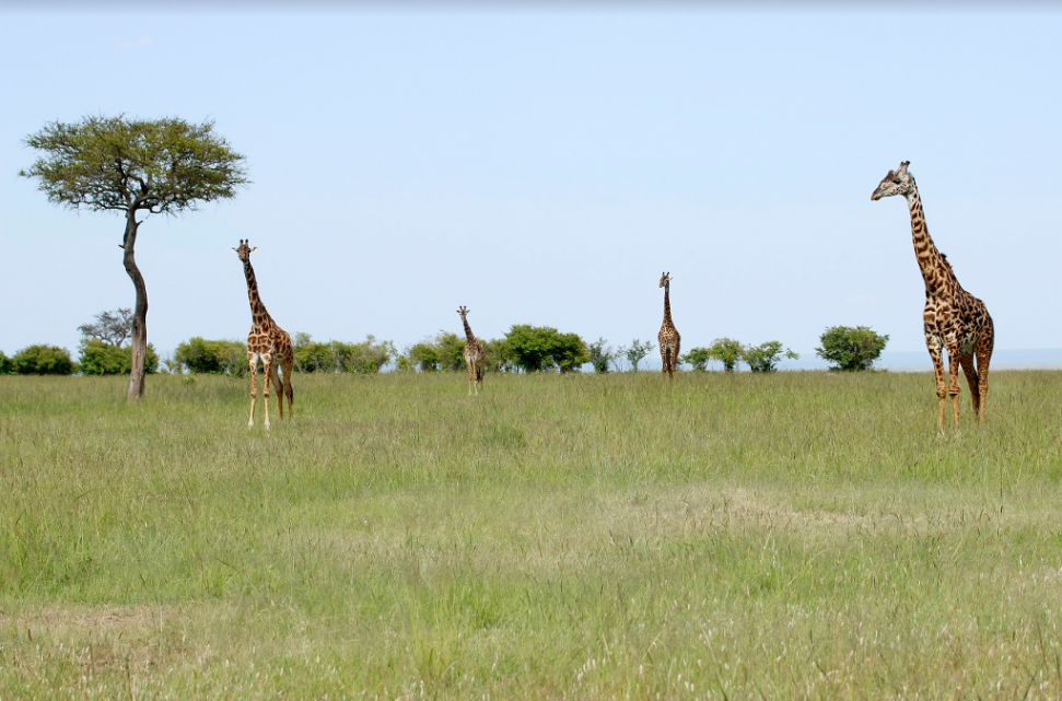 Zájezd Masai Mara - žirafy můžete pozorovat v Masai Mara během celého roku