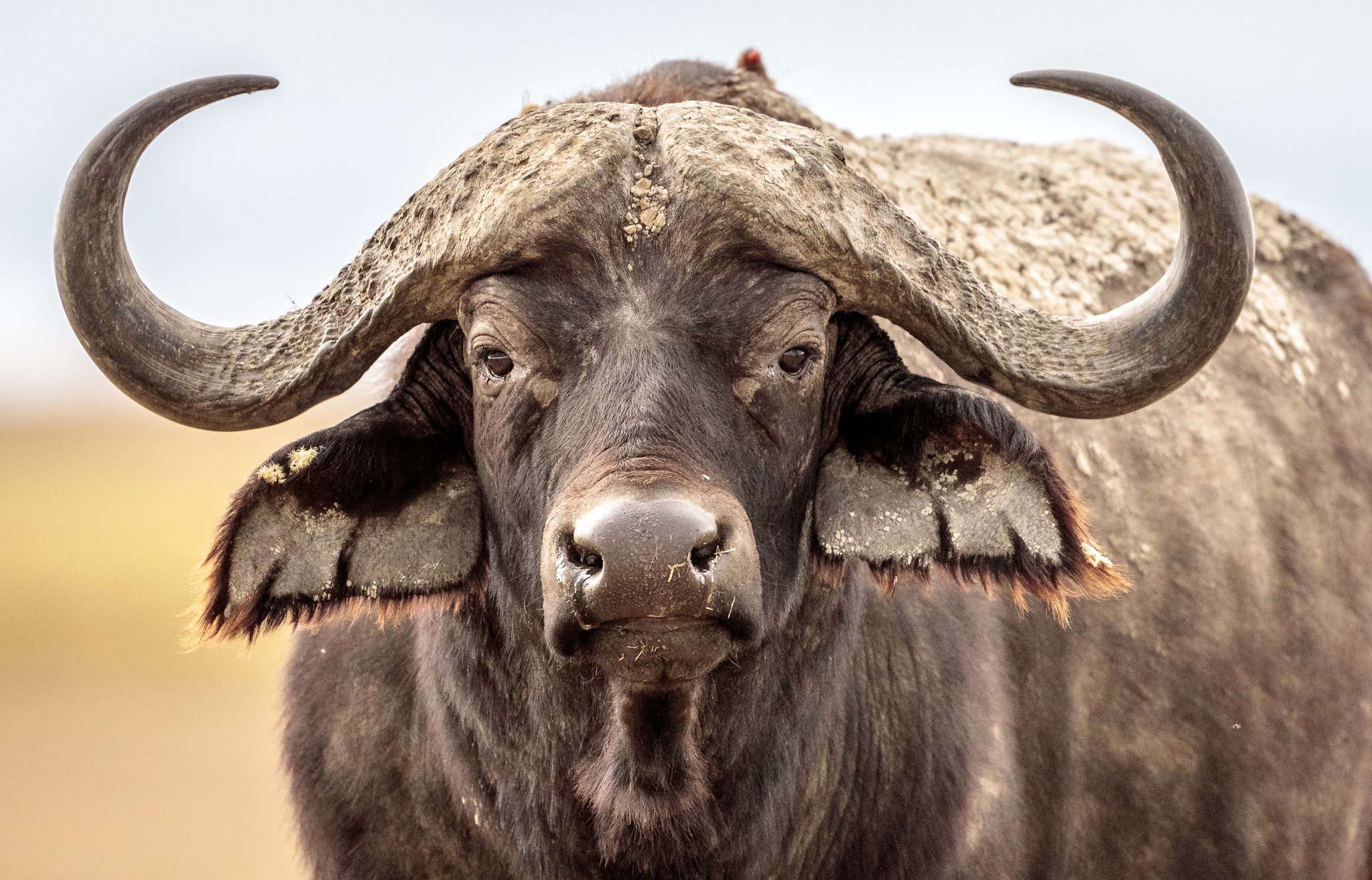 Národní rezervace Buffalo Springs - Safari a dovolená v Keni